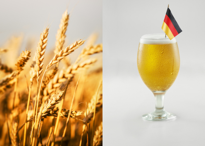 Nhập môn bia lúa mì